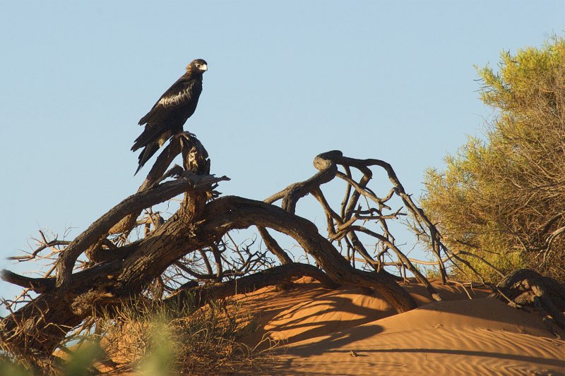 Wedge-tailed eagle in Francois Peron National Park